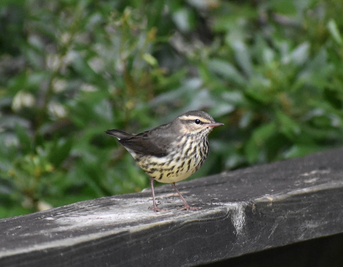 Northern Waterthrush - Andrew Rapp