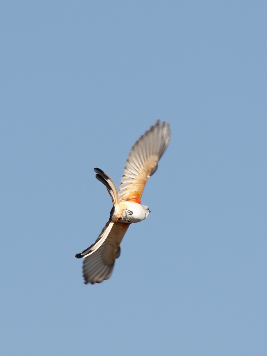 Scissor-tailed Flycatcher - ML611837640