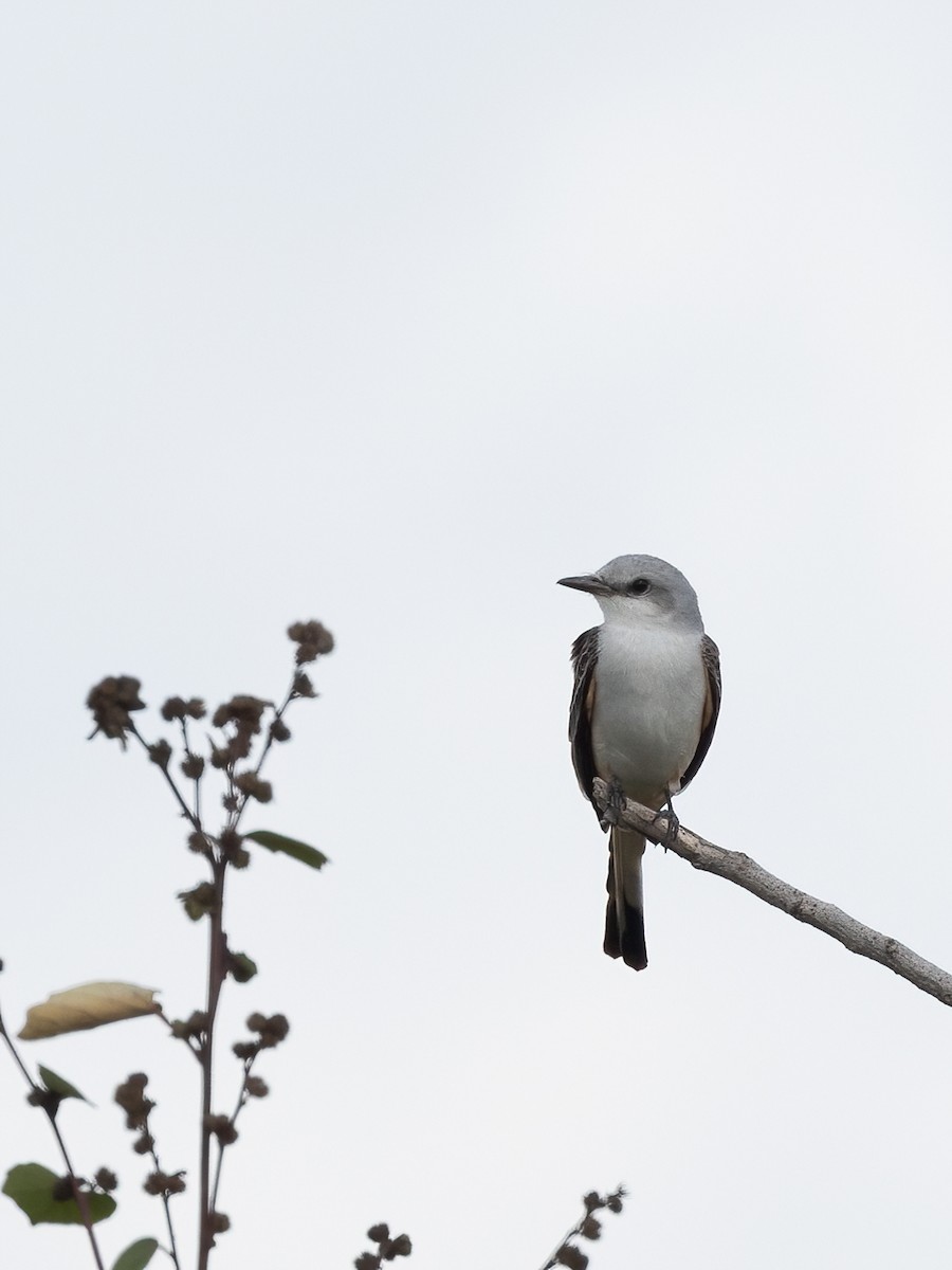 Scissor-tailed Flycatcher - ML611837641