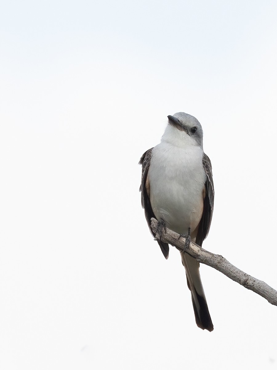 Scissor-tailed Flycatcher - ML611837644