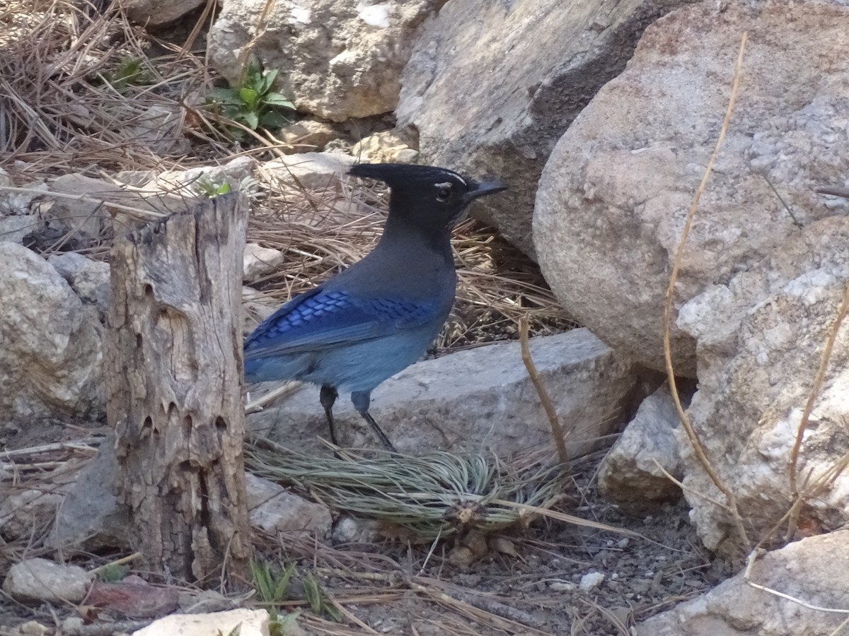 Steller's Jay - ML611837659