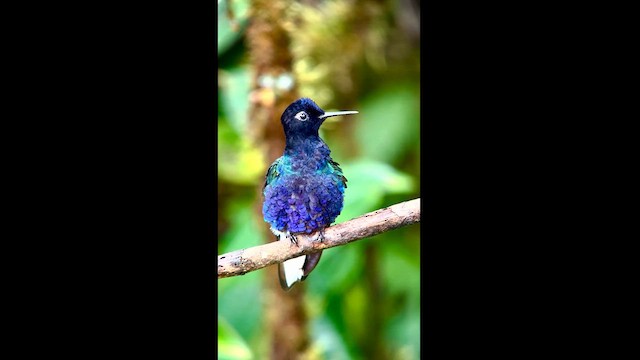 kolibřík hyacintový - ML611837726