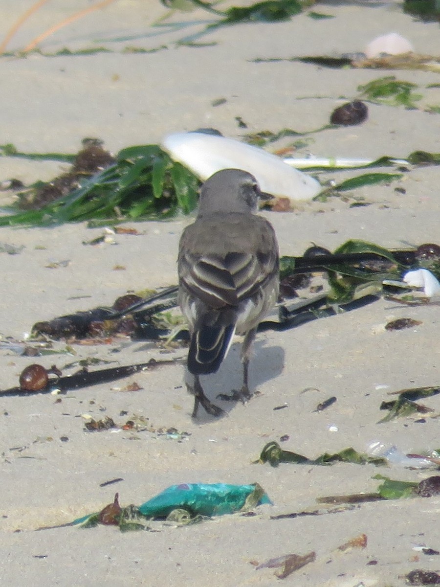 Cape Wagtail - ML611837750