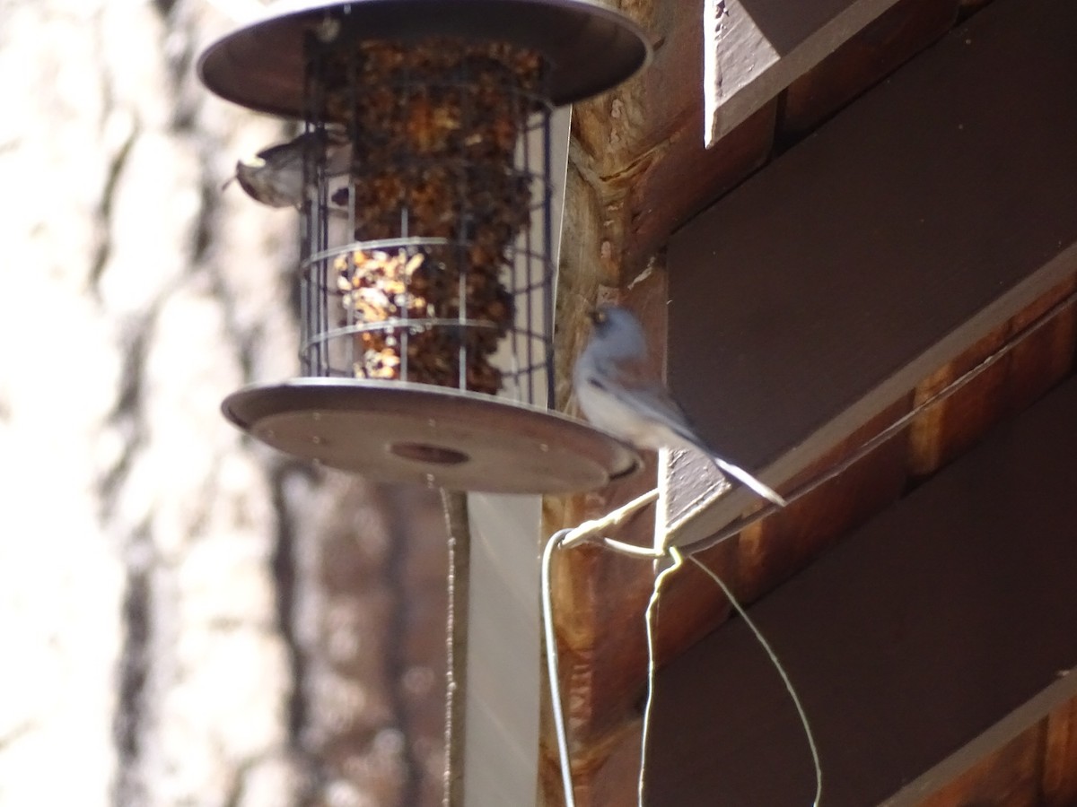 Yellow-eyed Junco - ML611837789