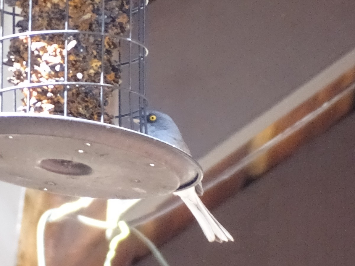 Yellow-eyed Junco - ML611837790