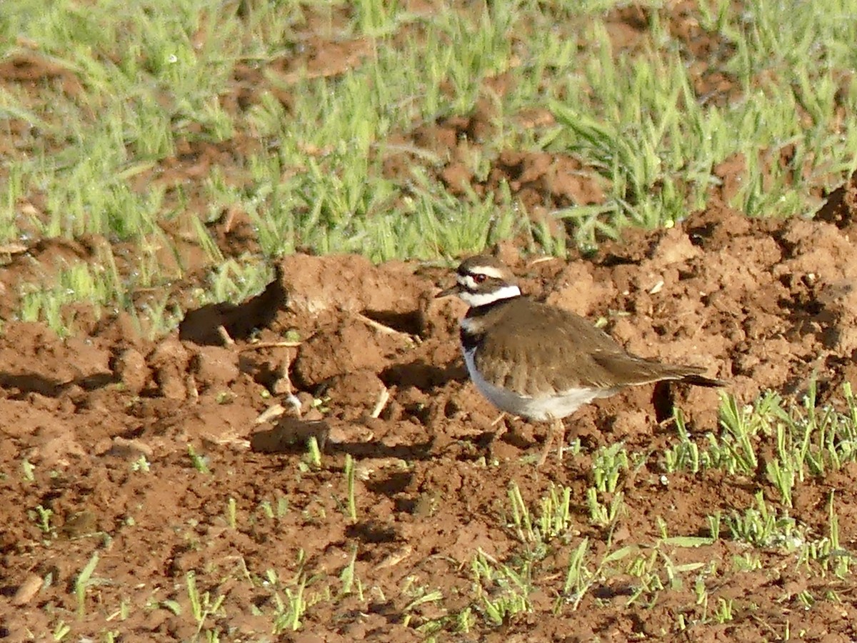 Killdeer - ML611837797