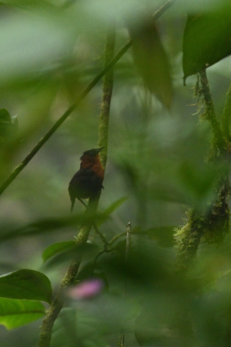 Chestnut-breasted Wren - Teresa Pegan 🦋