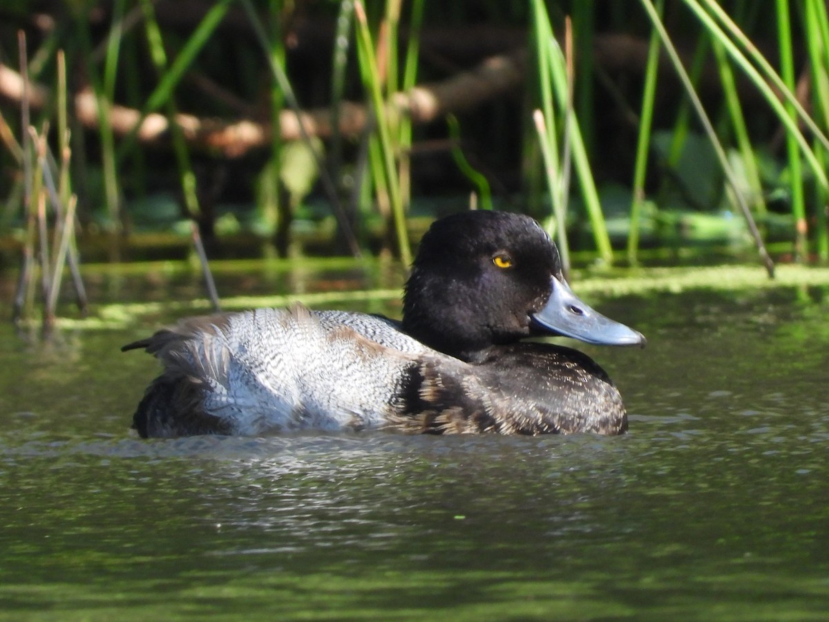 Lesser Scaup - ML611837894