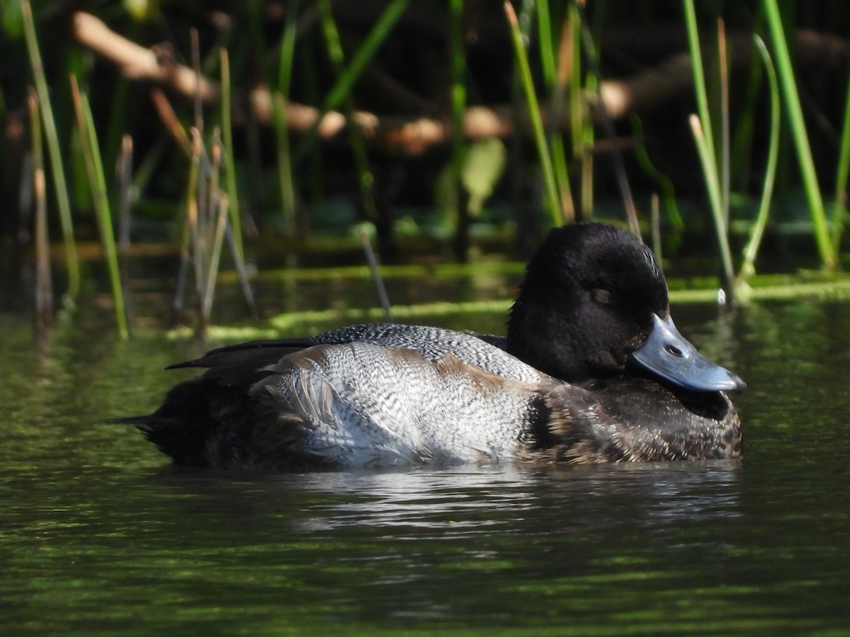 Lesser Scaup - ML611837921