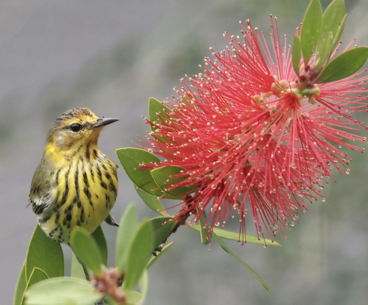 Cape May Warbler - ML611837922