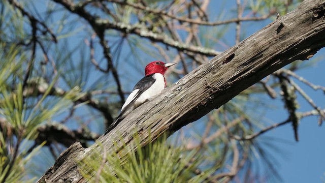 Red-headed Woodpecker - ML611837939