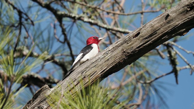 Pic à tête rouge - ML611837939