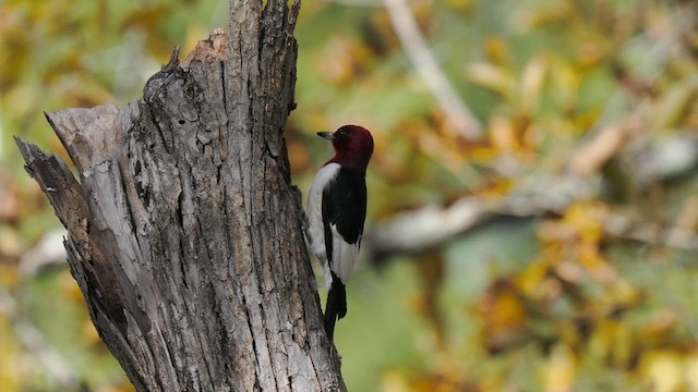 Red-headed Woodpecker - ML611837940