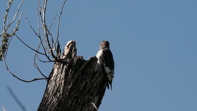 Red-headed Woodpecker - ML611837960