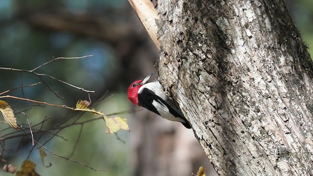 Red-headed Woodpecker - ML611837964