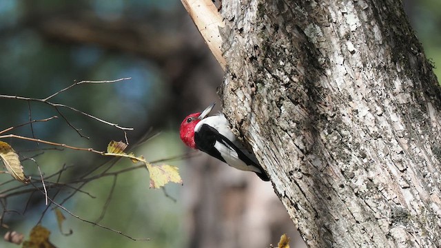 Pic à tête rouge - ML611837964