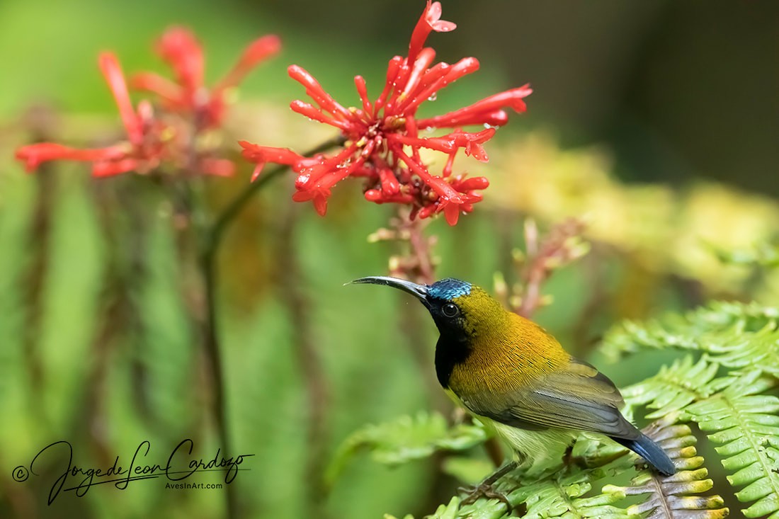 Flaming Sunbird - ML611838030