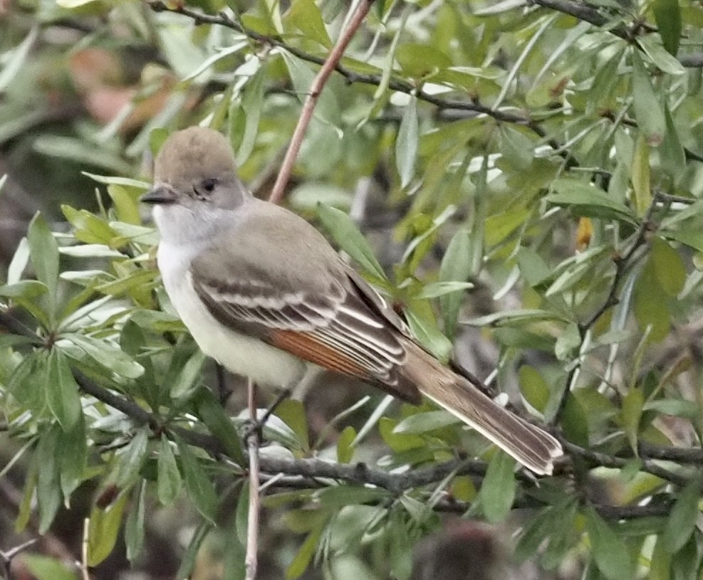 Ash-throated Flycatcher - ML611838046