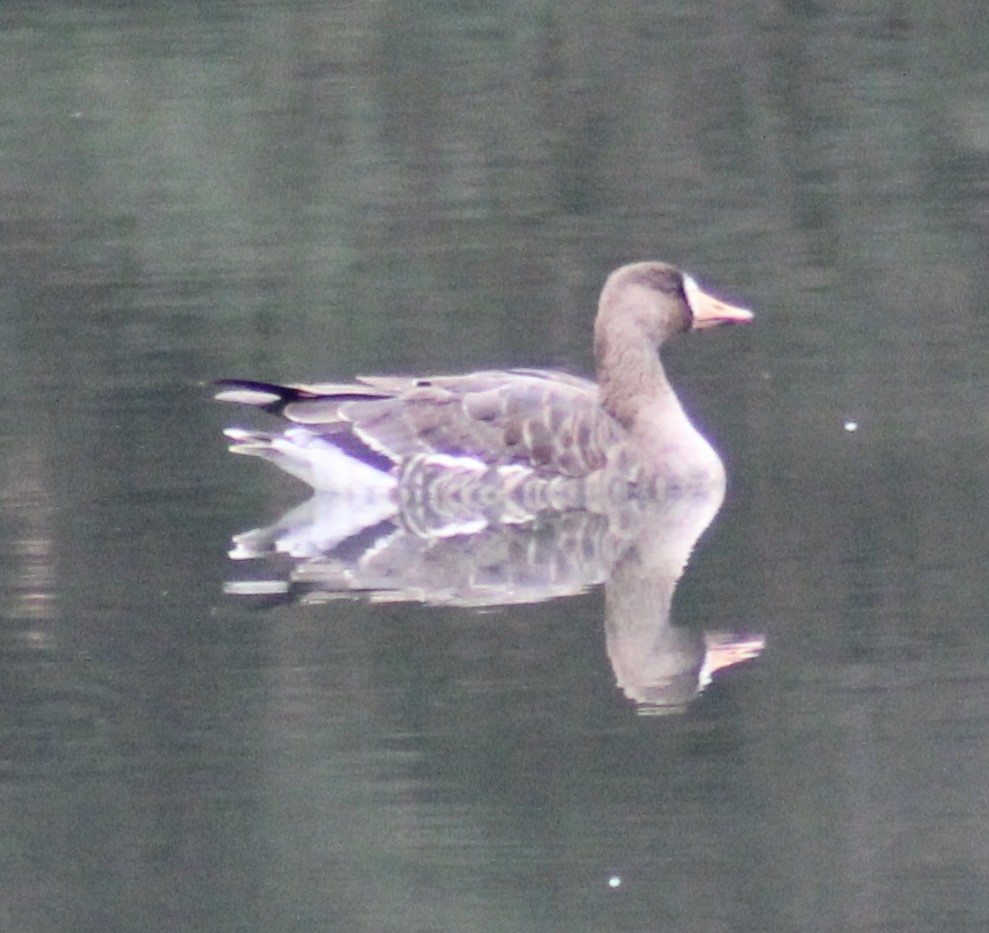 Greater White-fronted Goose - ML611838137