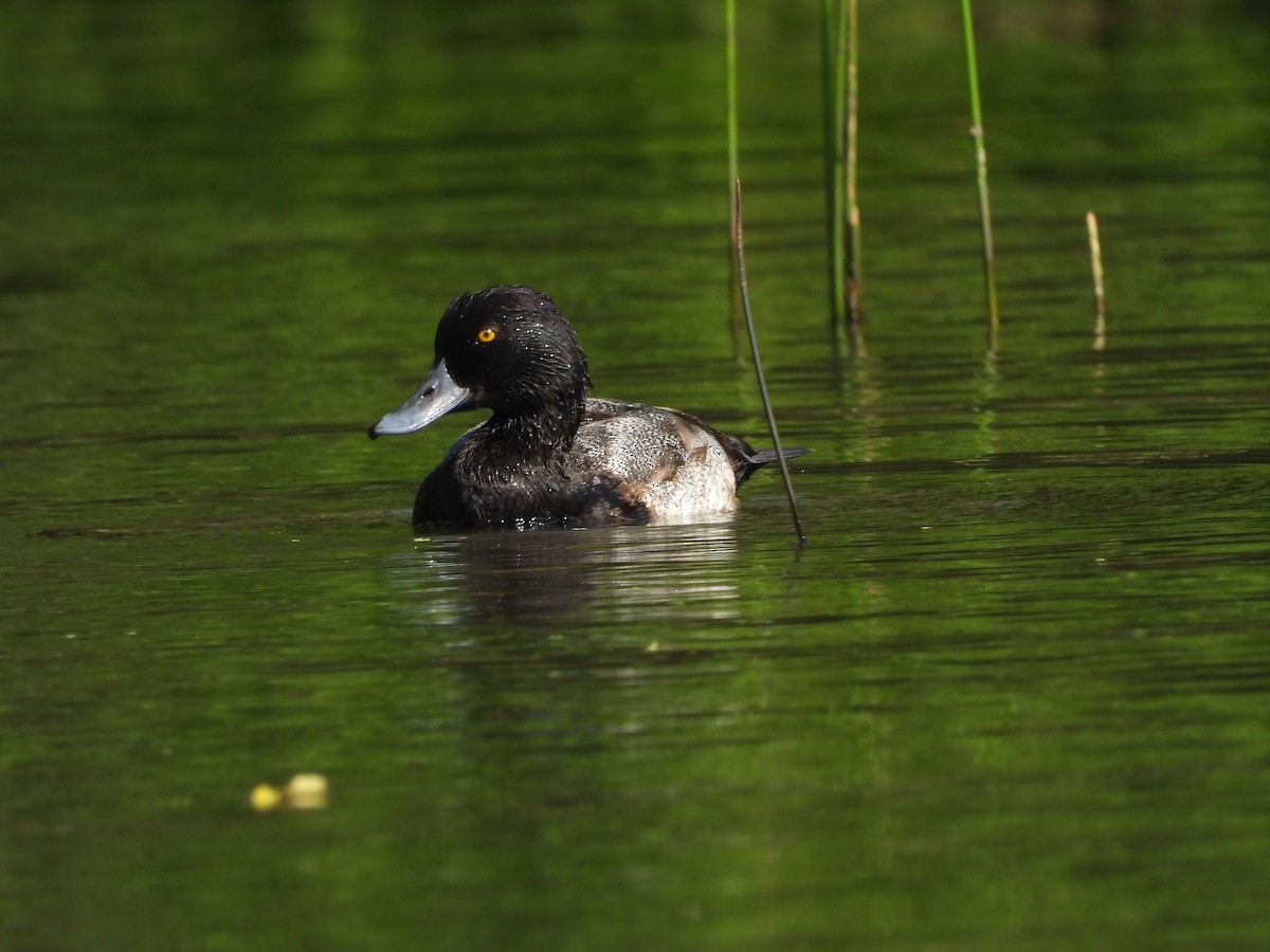 Lesser Scaup - ML611838233