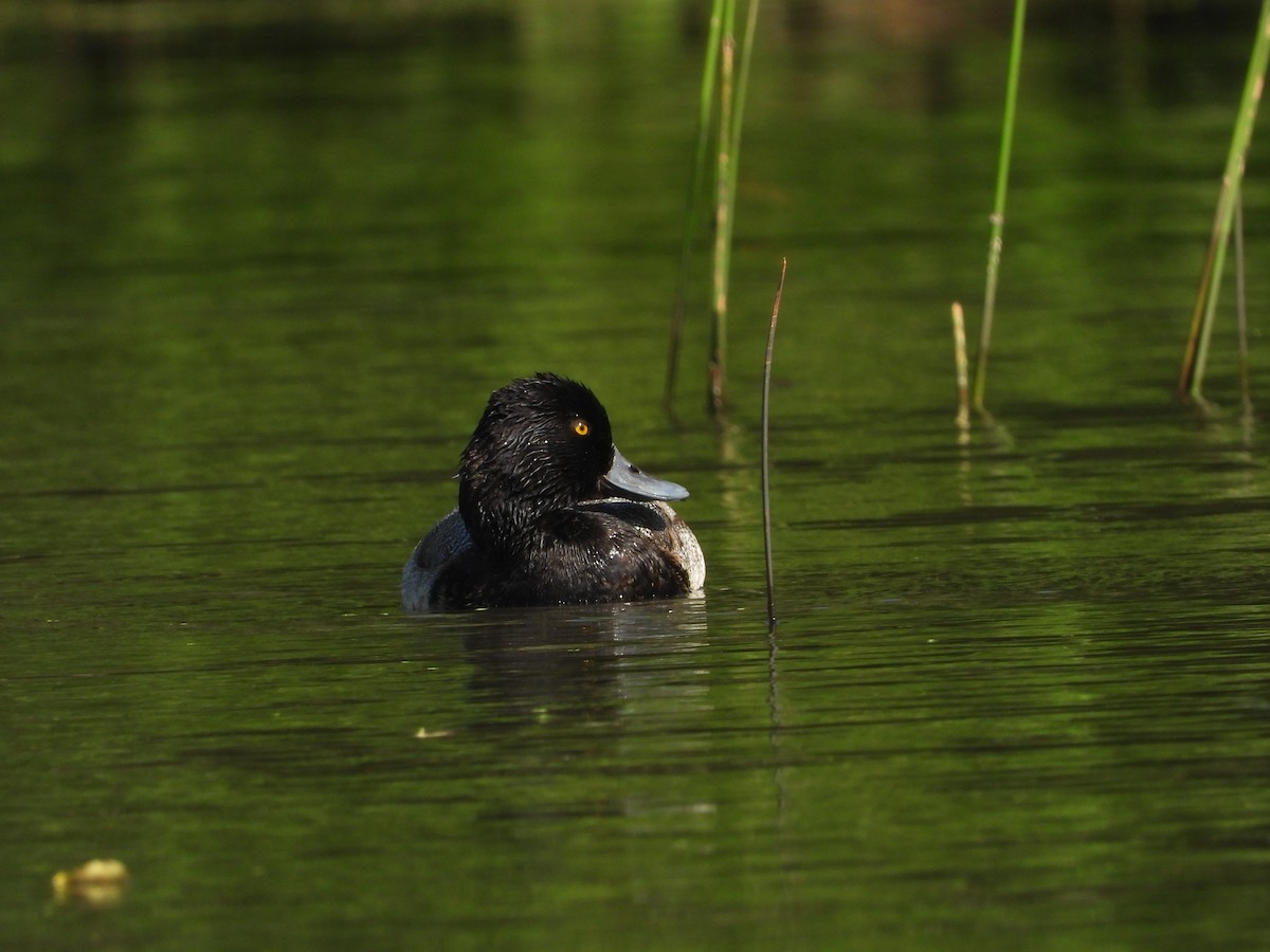 Lesser Scaup - ML611838245