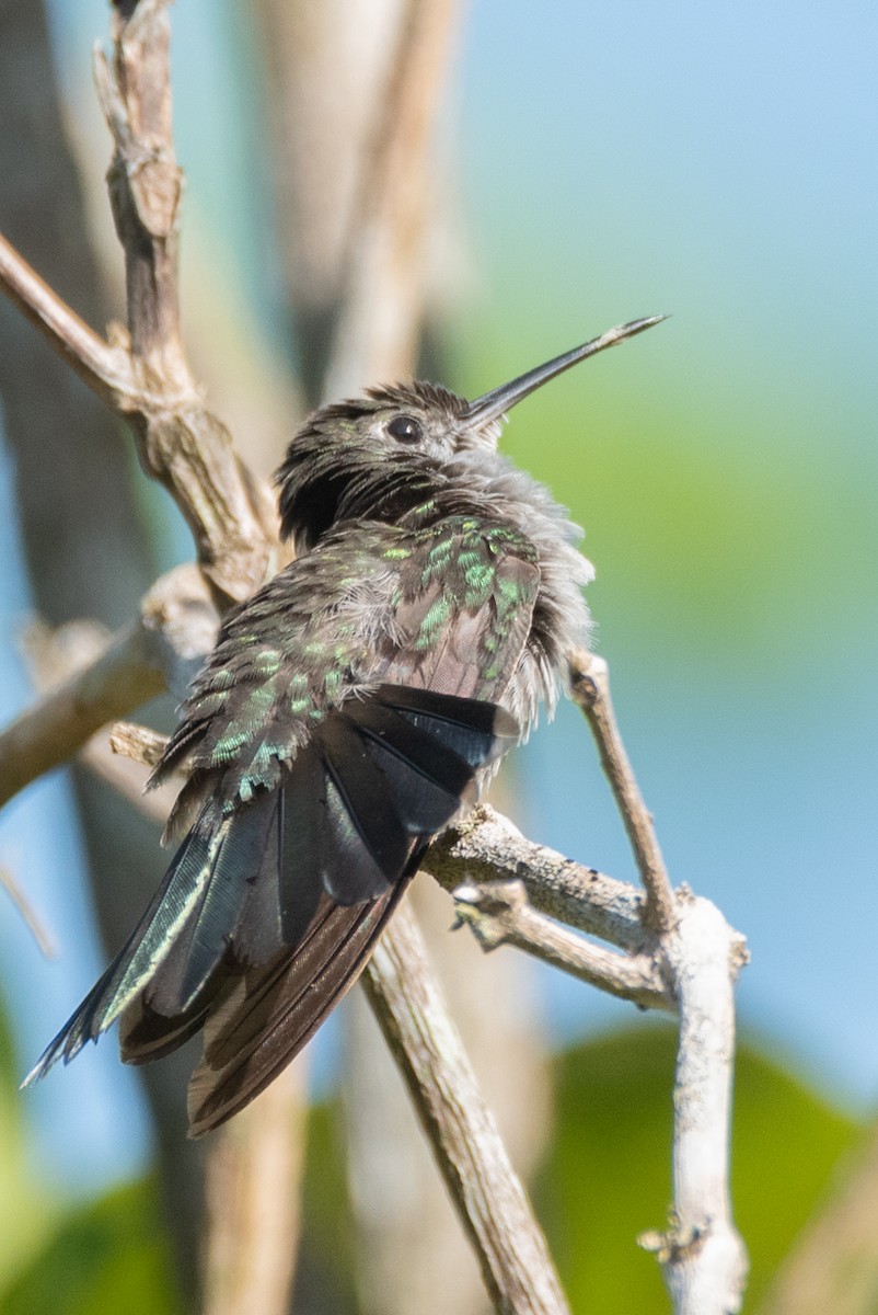 Campyloptère à ventre gris (obscurus) - ML611838315