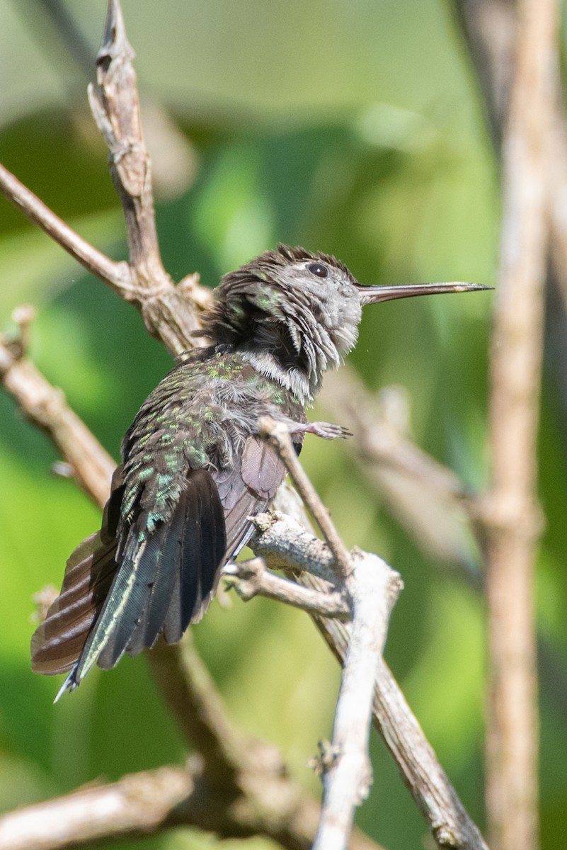 Campyloptère à ventre gris (obscurus) - ML611838320