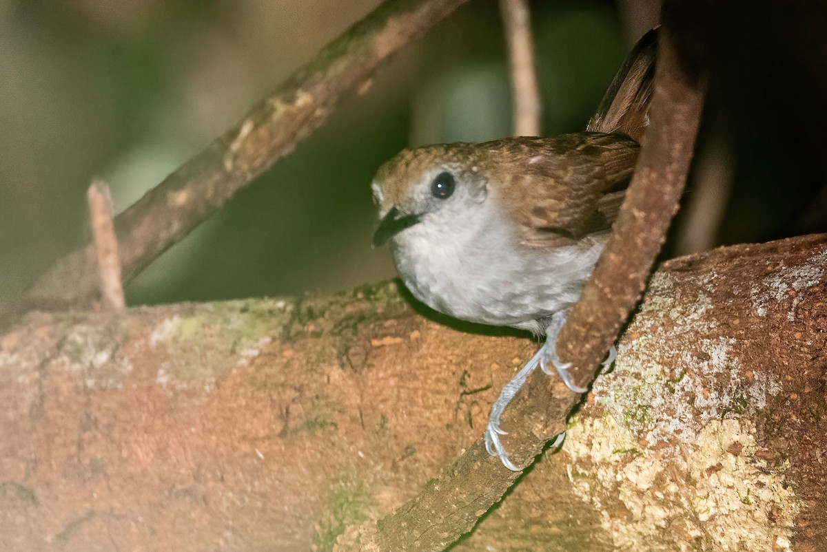 Xingu Scale-backed Antbird - Ralph Hatt