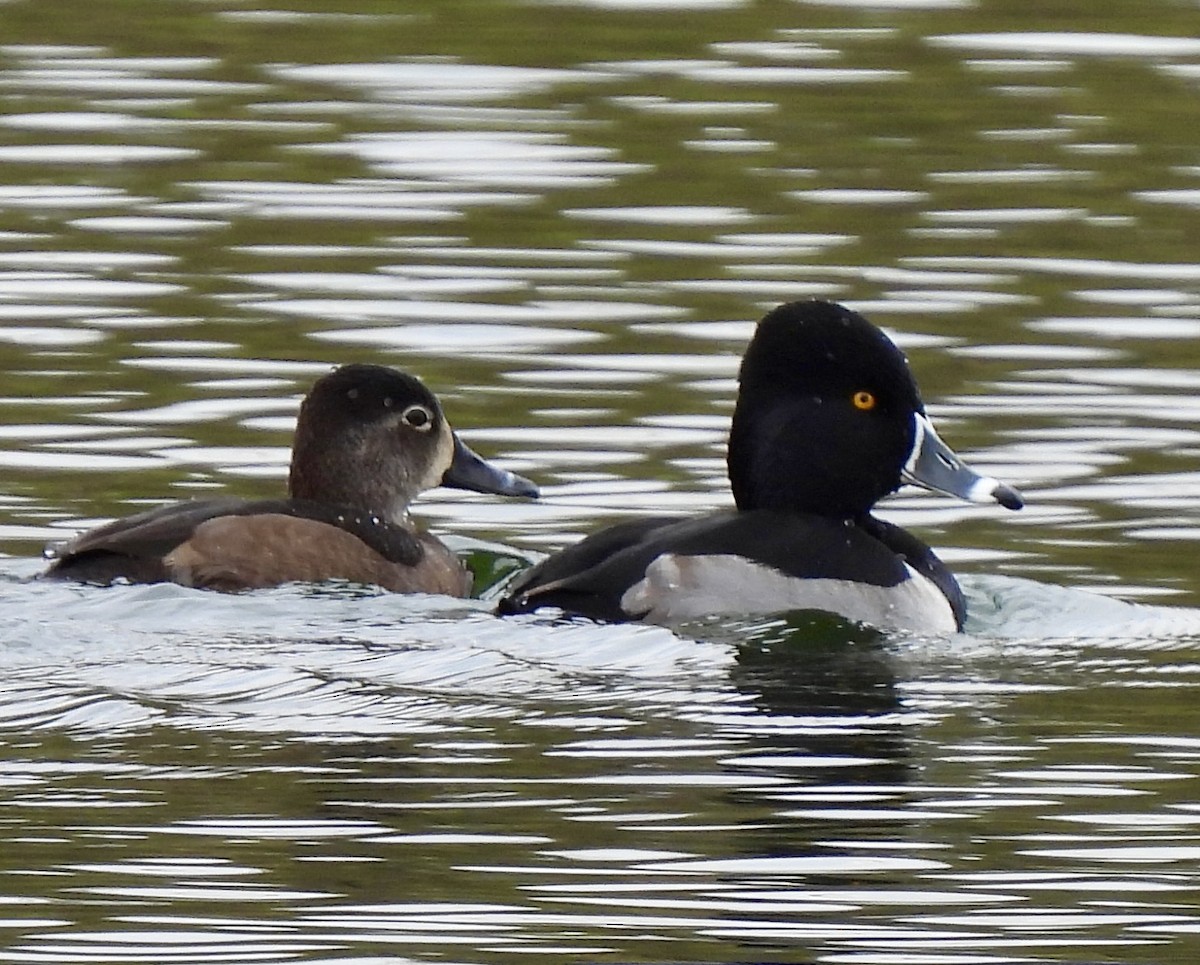 Ring-necked Duck - Sarah Williams