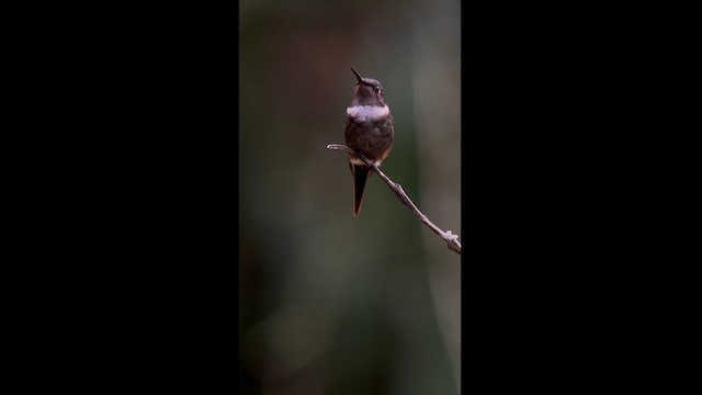 Purple-throated Woodstar - ML611838359