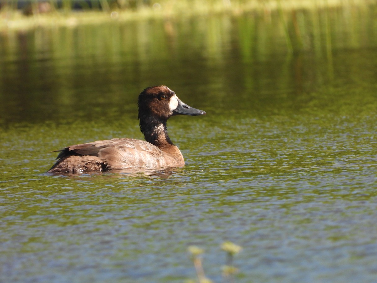 Lesser Scaup - ML611838401