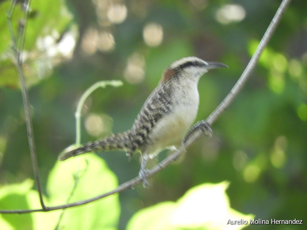 Rufous-naped Wren (Veracruz) - ML611838412