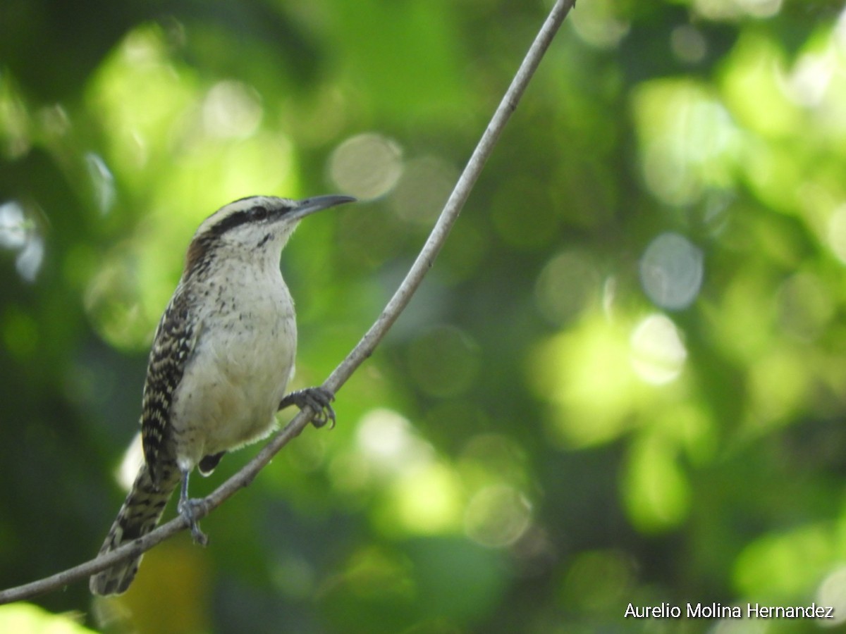 Rufous-naped Wren (Veracruz) - ML611838413