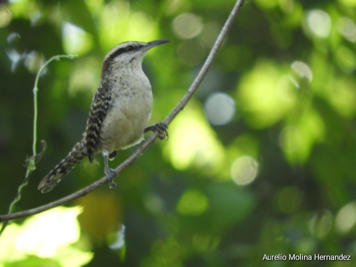 Rufous-naped Wren (Veracruz) - ML611838414