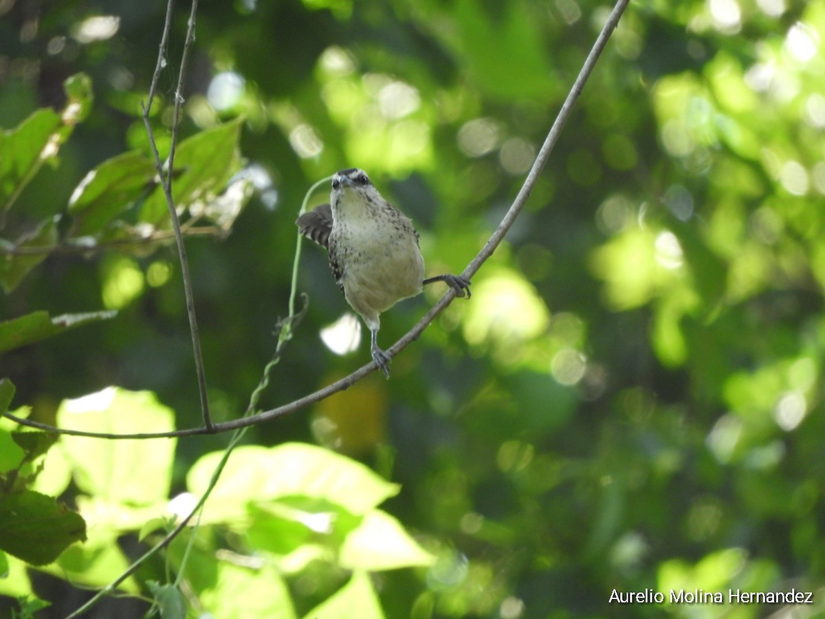 Rufous-naped Wren (Veracruz) - ML611838417