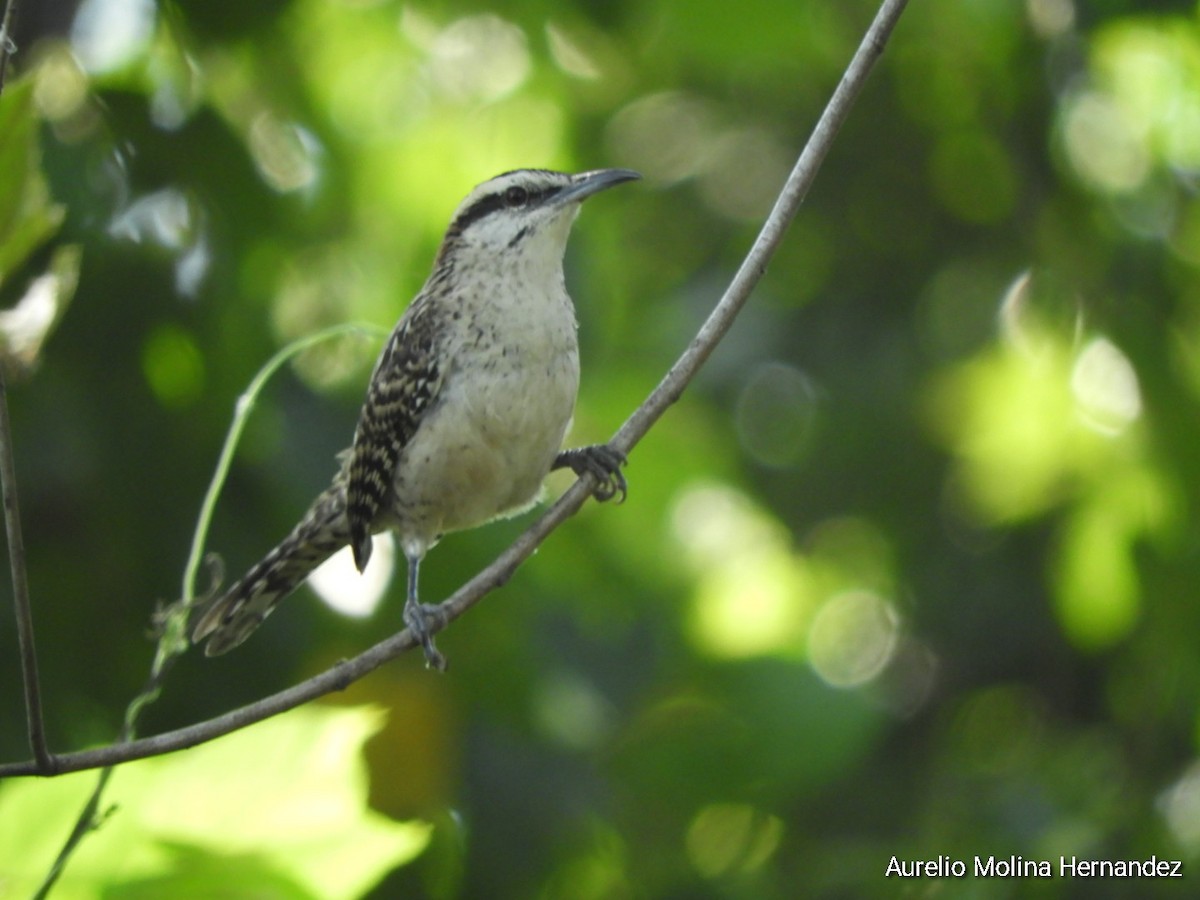 Rufous-naped Wren (Veracruz) - ML611838418