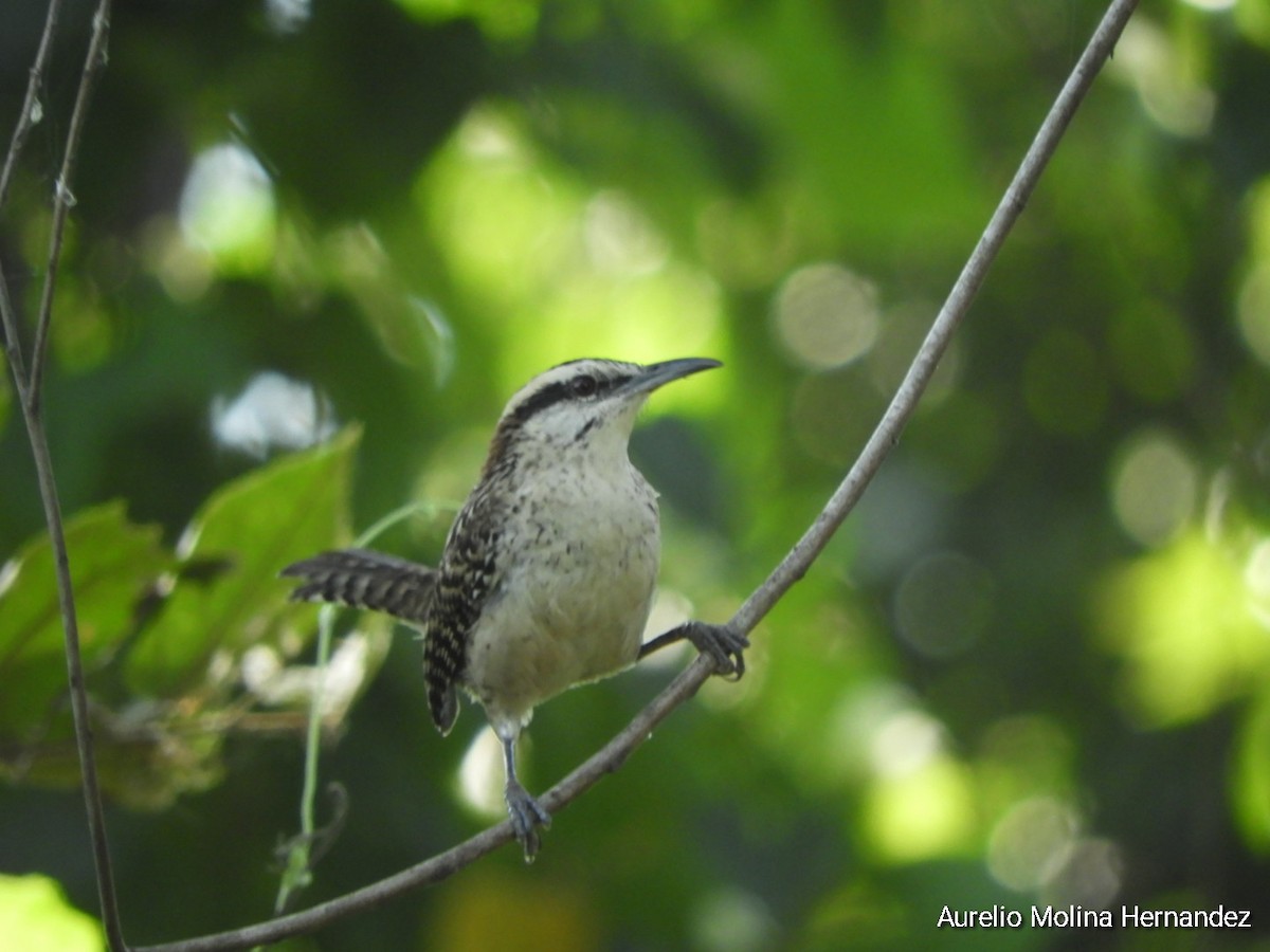 Rufous-naped Wren (Veracruz) - ML611838419