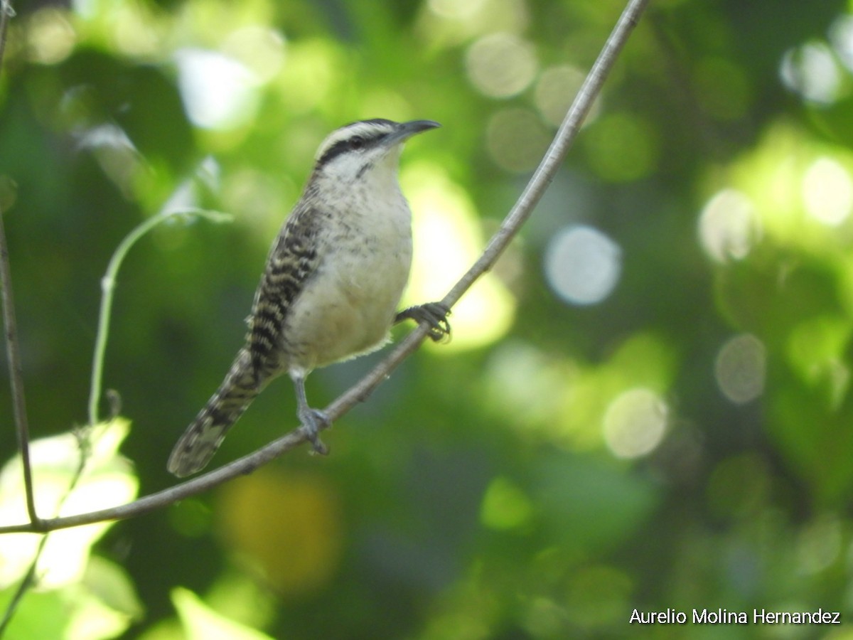 Rufous-naped Wren (Veracruz) - ML611838420