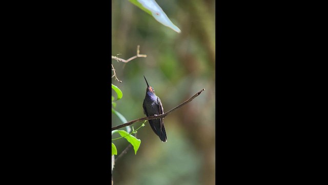 Colibrí de Bouguer Occidental - ML611838433