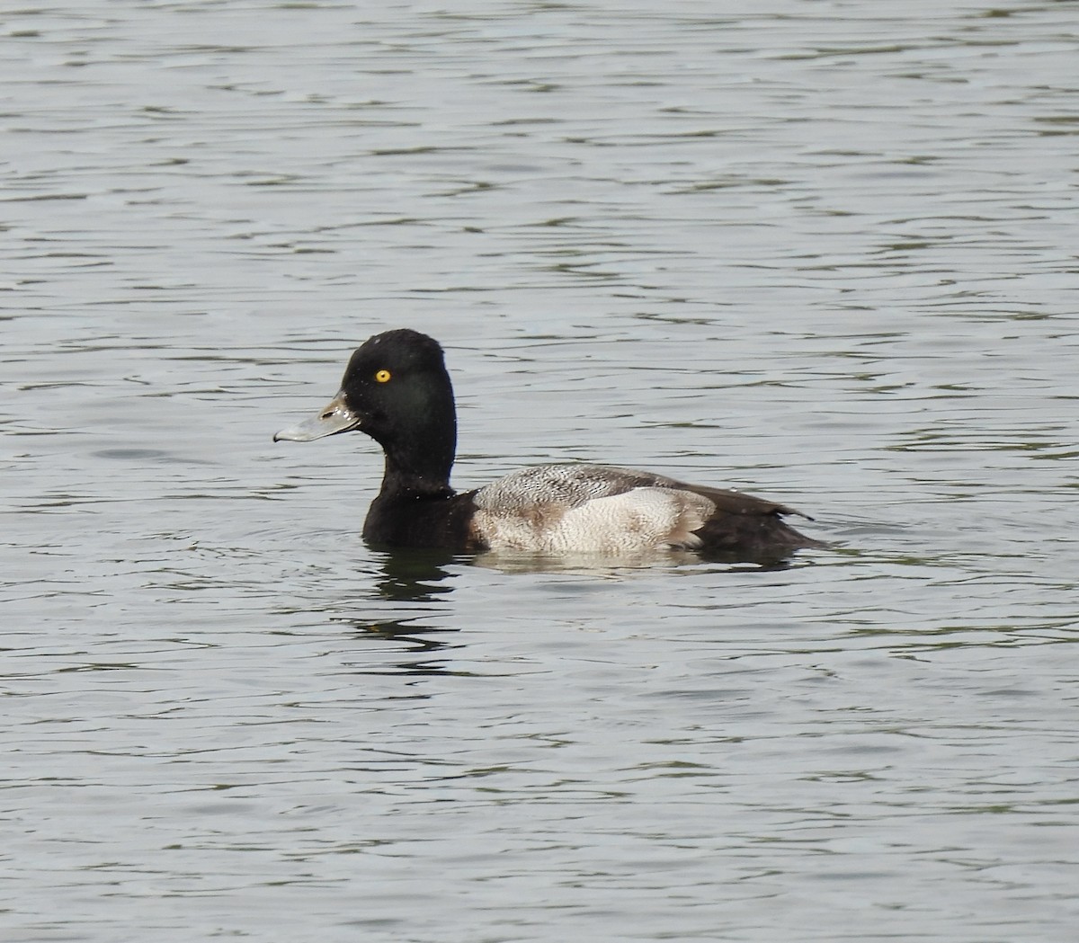 Lesser Scaup - ML611838439