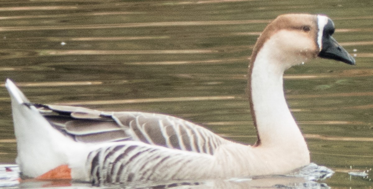 Swan Goose (Domestic type) - ML611838444