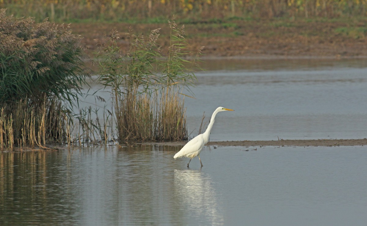 Great Egret - ML611838469