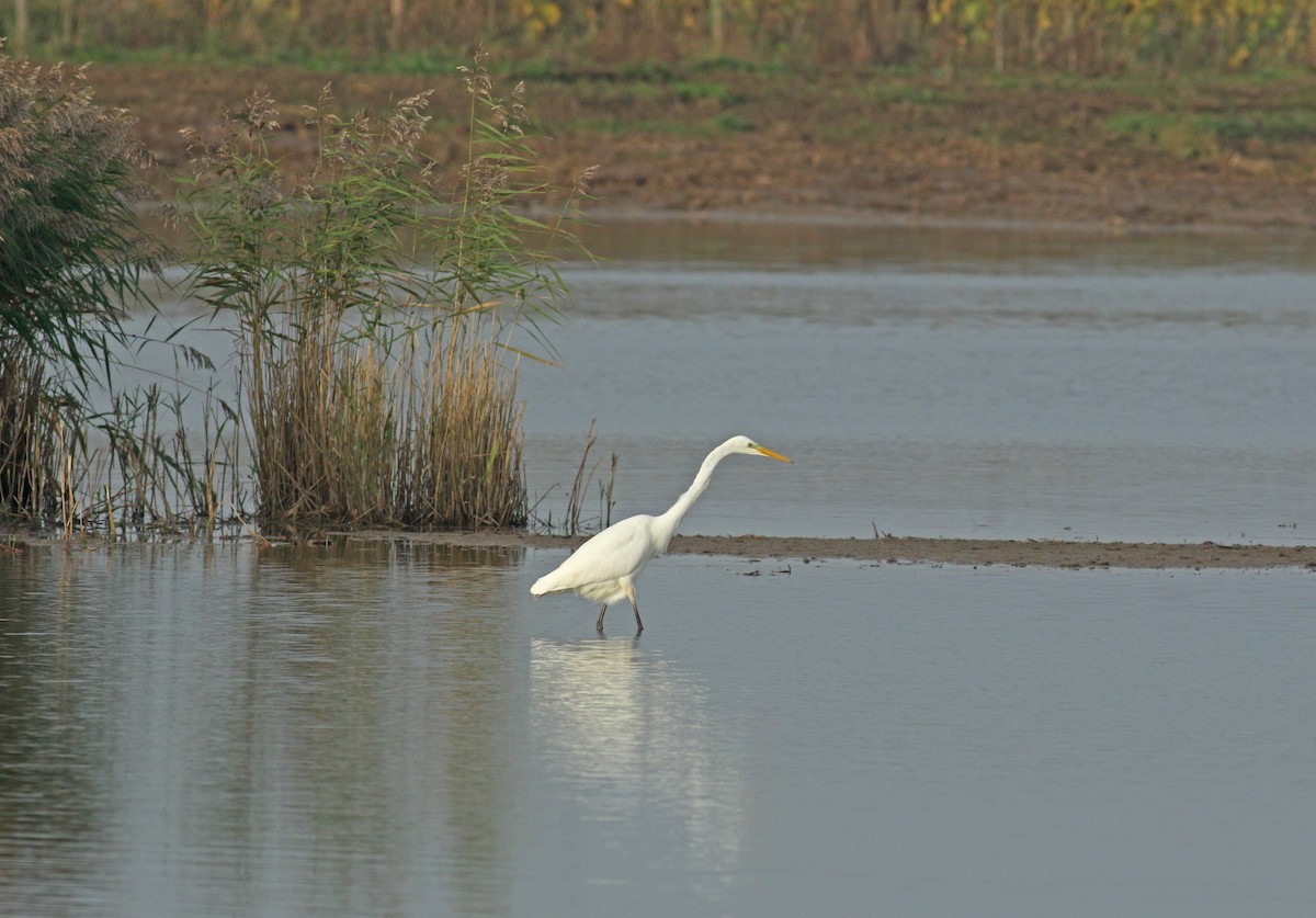 Great Egret - ML611838470