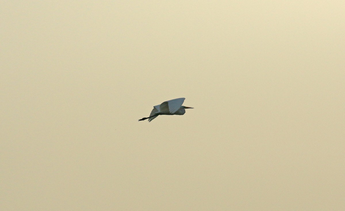 Great Egret - ML611838472