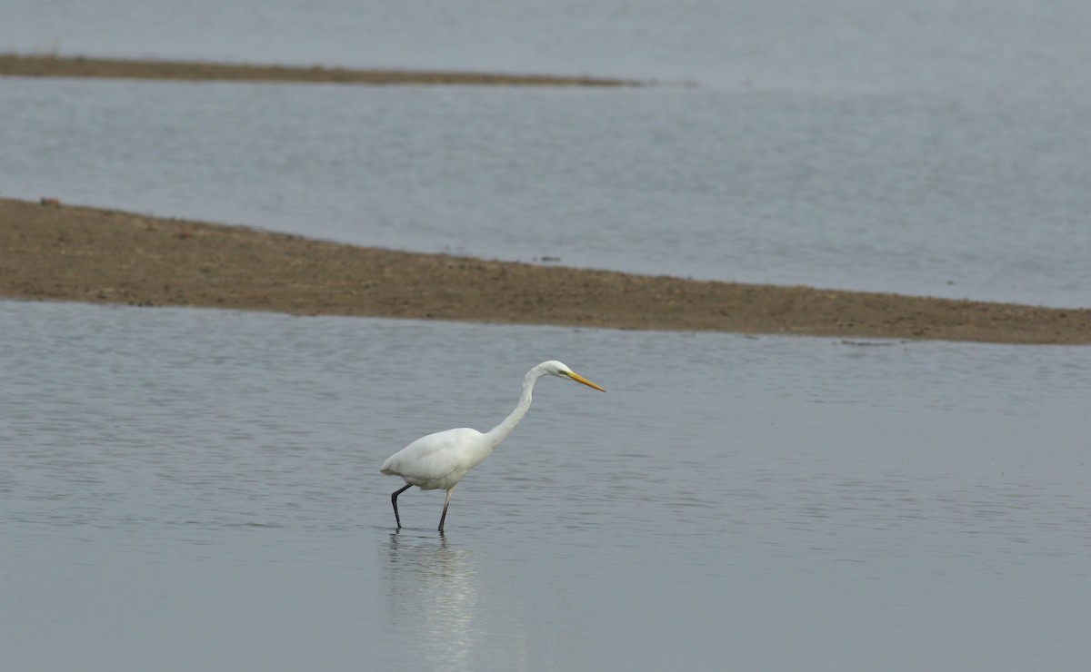 Great Egret - ML611838476