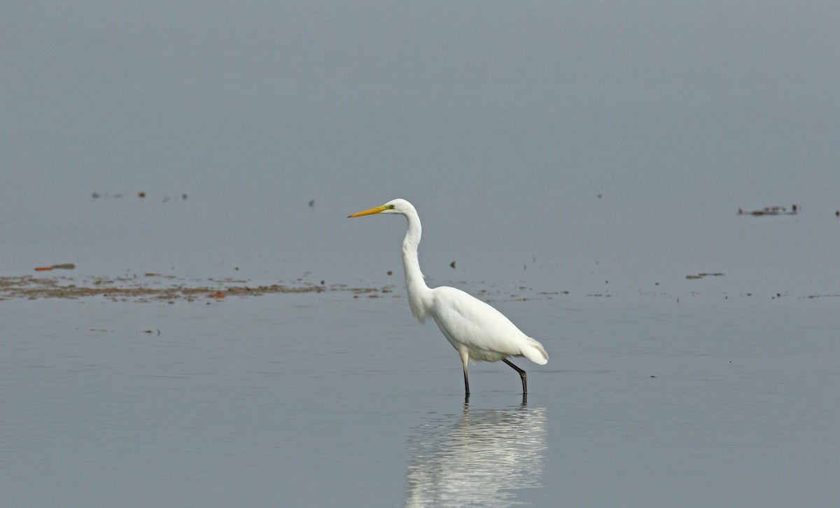 Great Egret - ML611838481