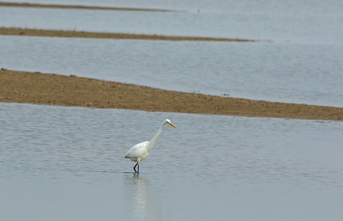 Great Egret - ML611838482