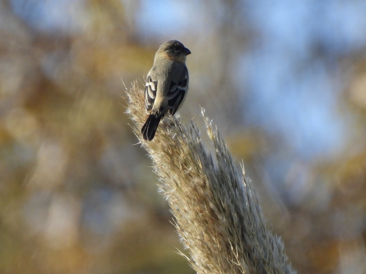 Morelet's Seedeater - Brandon Nooner