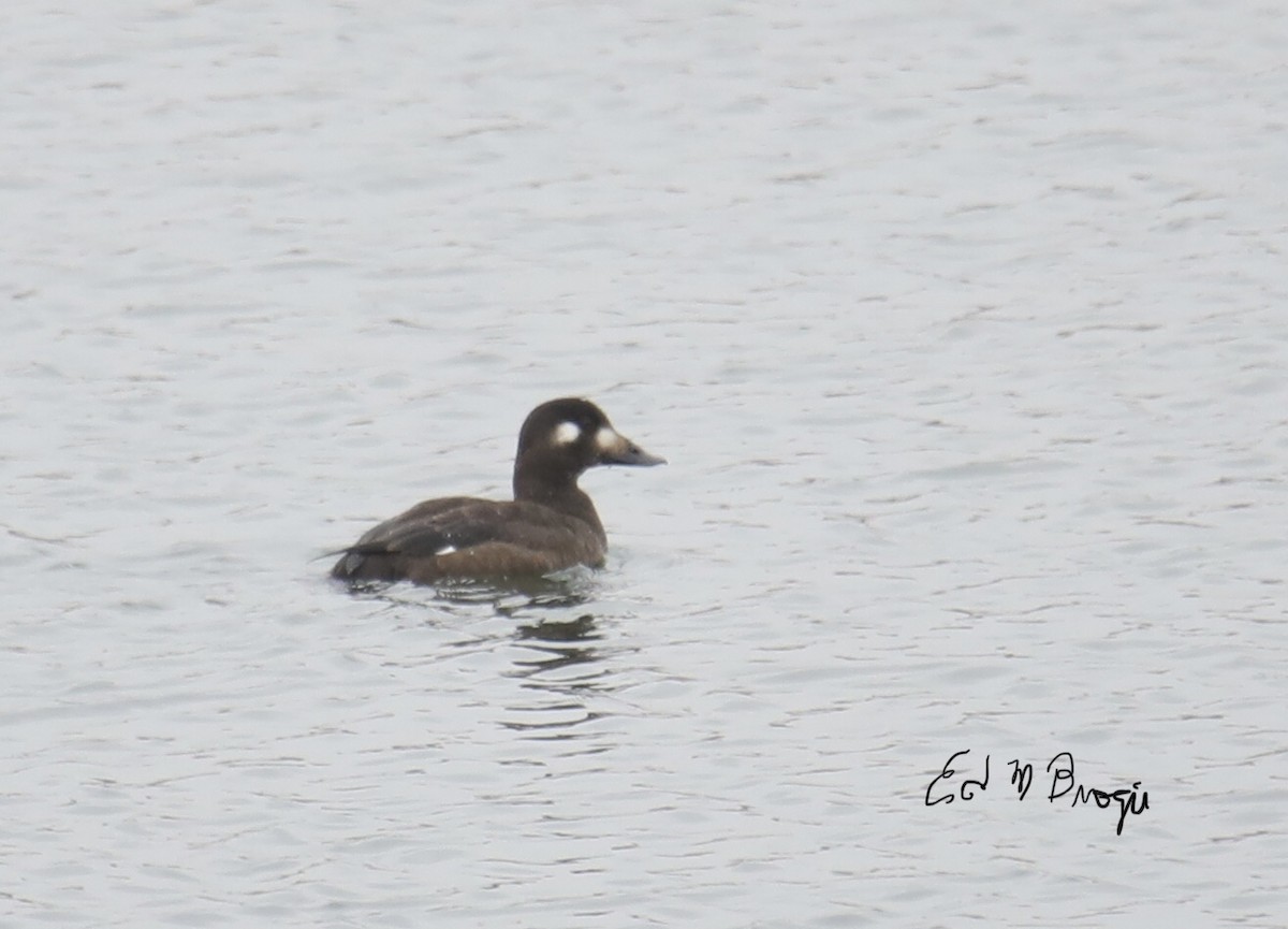 White-winged Scoter - Ed M. Brogie