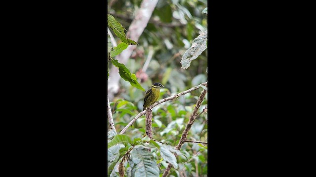 Cotinga écaillé - ML611838537